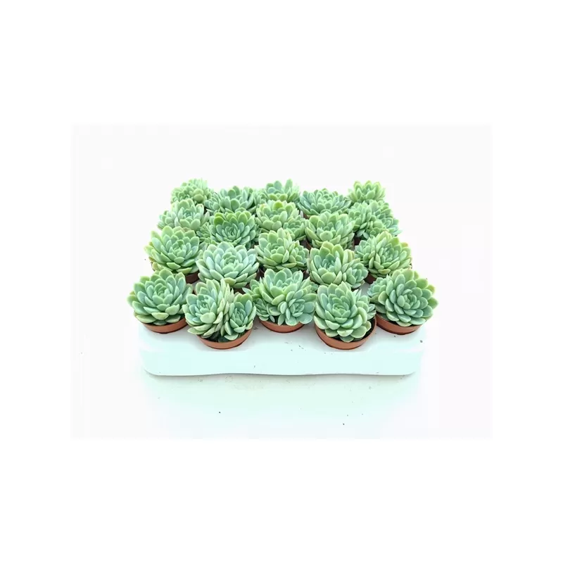 Eševerija - Echeveria elegans