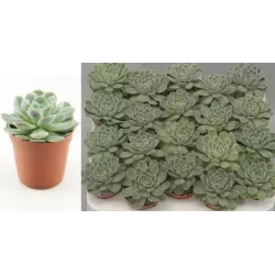 Eševerija - Echeveria elegans
