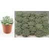 Eševerija - Echeveria elegans