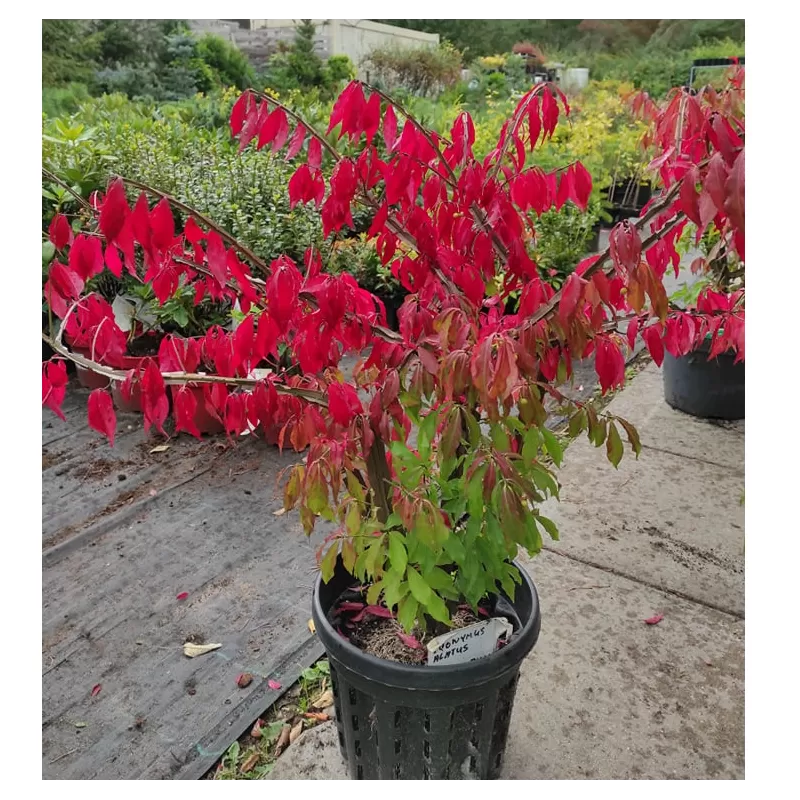 Sparnuotasis ožekšnis - Euonymus alatus BLADE RUNNER