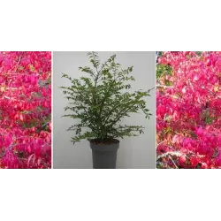 Sparnuotasis ožekšnis - Euonymus alatus BLADE RUNNER