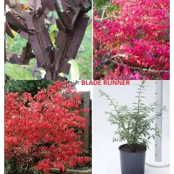 Sparnuotasis ožekšnis - Euonymus alatus BLADE RUNNER