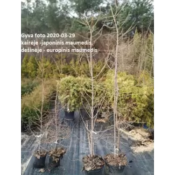 Garden plants/Trees/Flowers/ web-shop