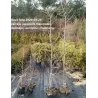 Garden plants/Trees/Flowers/ web-shop