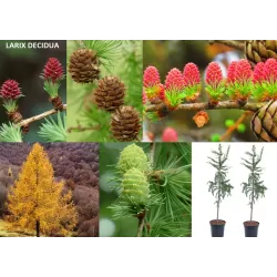 Garden plants/Trees/Flowers/ web-shop
