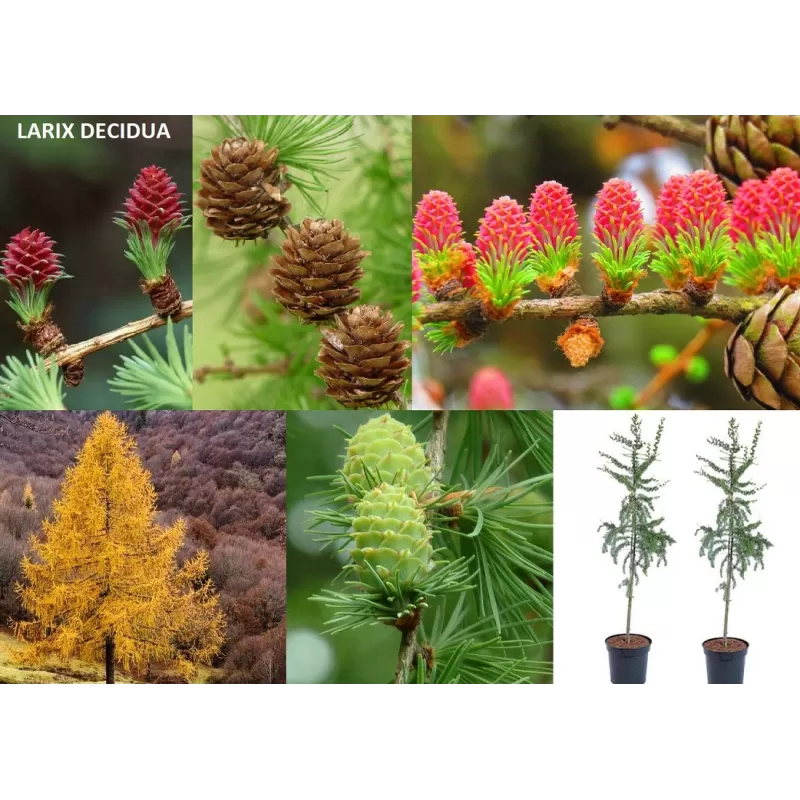 Europinis maumedis - Larix decidua Europinis maumedis - Larix decidua