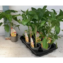 Paprika (geltona) - Capsicum annuum