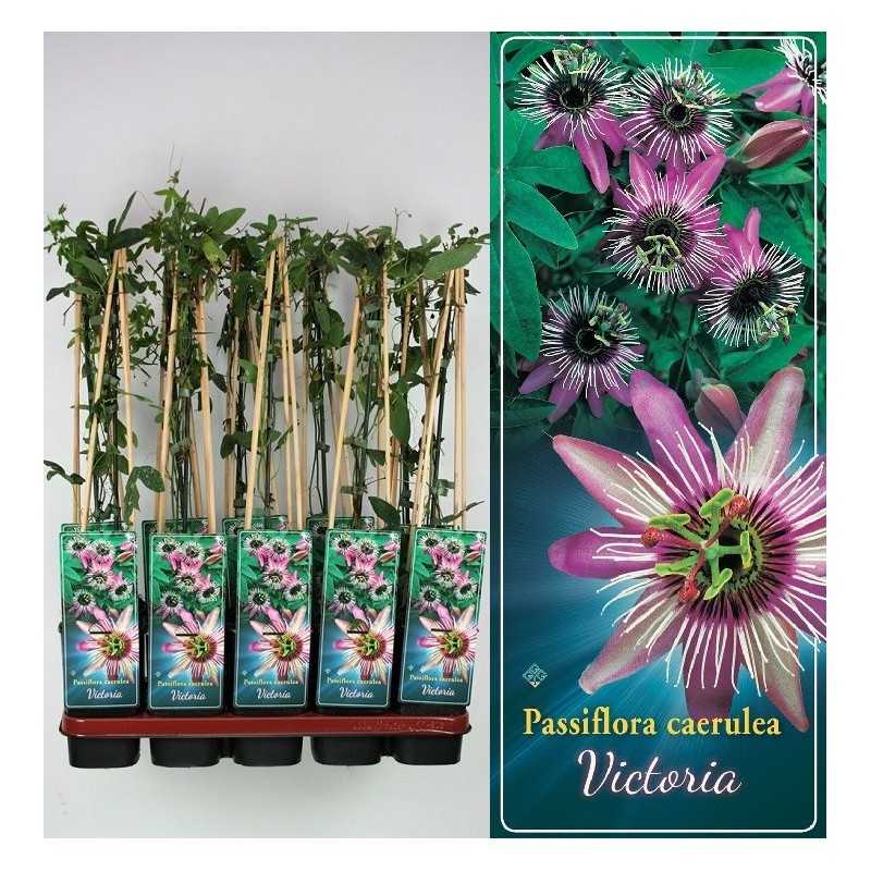 Pasiflora - Passiflora Caerulea VICTORIA