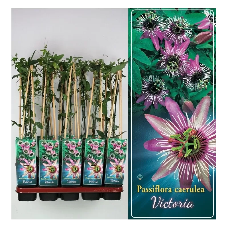 Passiflora Caerulea VICTORIA