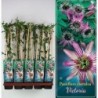 Pasiflora - Passiflora Caerulea VICTORIA