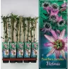 Passiflora Caerulea VICTORIA
