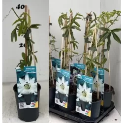 Melsvųjų pasiflorų sodinukai su pristatymu į namus