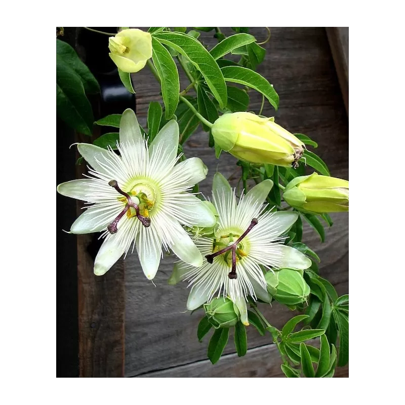 Melsvųjų pasiflorų sodinukai su pristatymu į namus