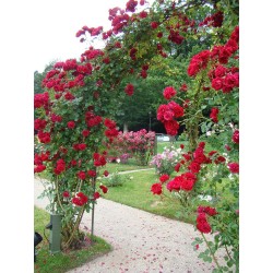 Rožė - Rosa SYMPATHIE ®