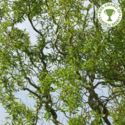 Gluosnis - Salix babylonica TORTUOSA