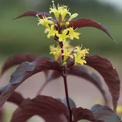 Paupinė diervilė - Diervilla splendens DIVA (El Madrigal)