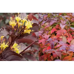 Paupinė diervilė - Diervilla splendens DIVA (El Madrigal)