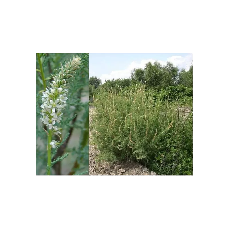 Paupinė mirikarija - Myricaria germanica