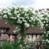 Rosa CLIMBING SCHNEEWITTCHEN®