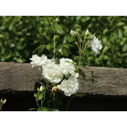 Rožė - Rosa CLIMBING SCHNEEWITTCHEN ®