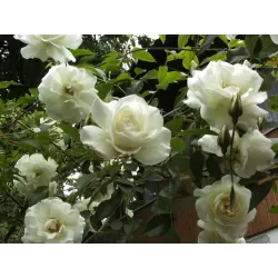 Rožė - Rosa CLIMBING SCHNEEWITTCHEN ®