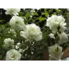 Rožė - Rosa CLIMBING SCHNEEWITTCHEN ®