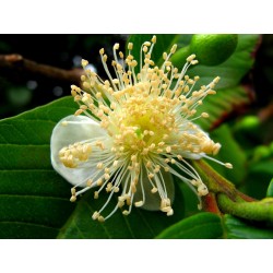 Guava - Psidium guajave stem C7 120
