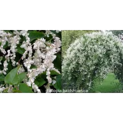 Pelėvirkštis (rūgtis) - Fallopia baldschuanica (sin. Polygonum aubertii) 19Ø 50cm