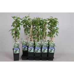 Pelėvirkštis (rūgtis) - Fallopia baldschuanica (sin. Polygonum aubertii) 19Ø 50cm