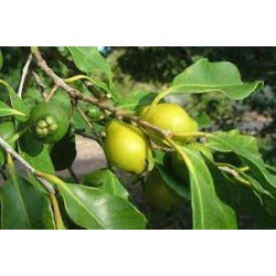 Guava - Psidium litoralis
