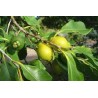 Guava - Psidium litoralis