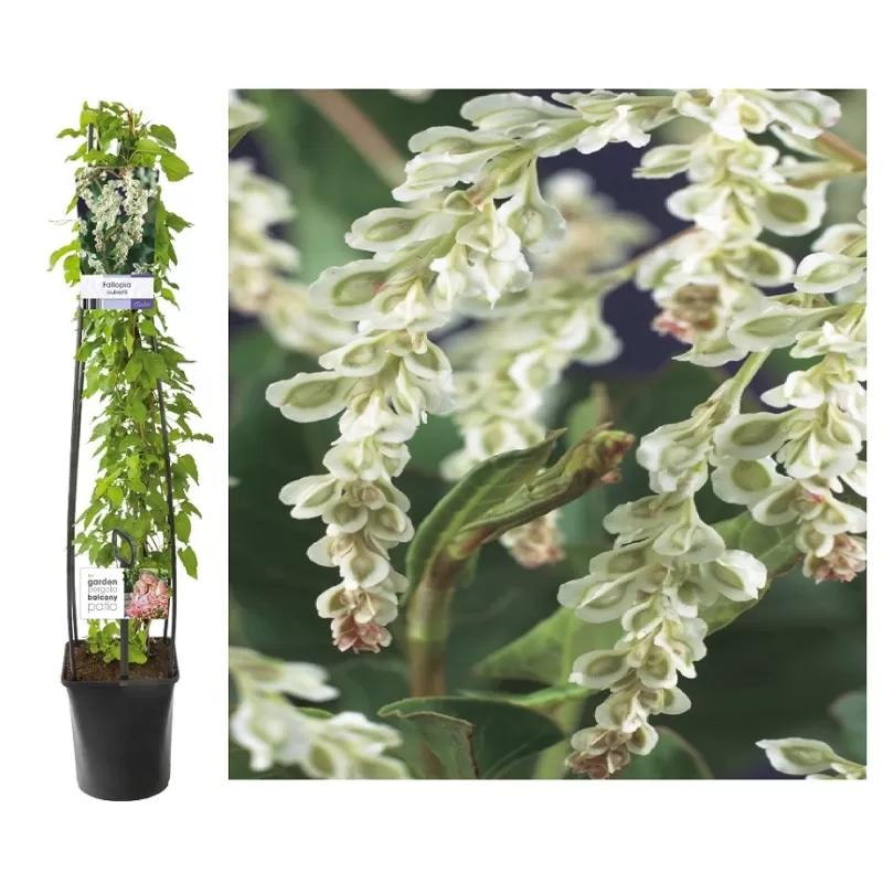 Pelėvirkštis (rūgtis) - Fallopia baldschuanica (sin. Polygonum aubertii) 19Ø 50cm