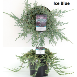 Juniperus horizontalis ICE BLUE  (Icy Blue) 19ØC3 w25-30