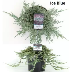 Gulsčiasis kadagys - Juniperus horizontalis ICEE BLUE