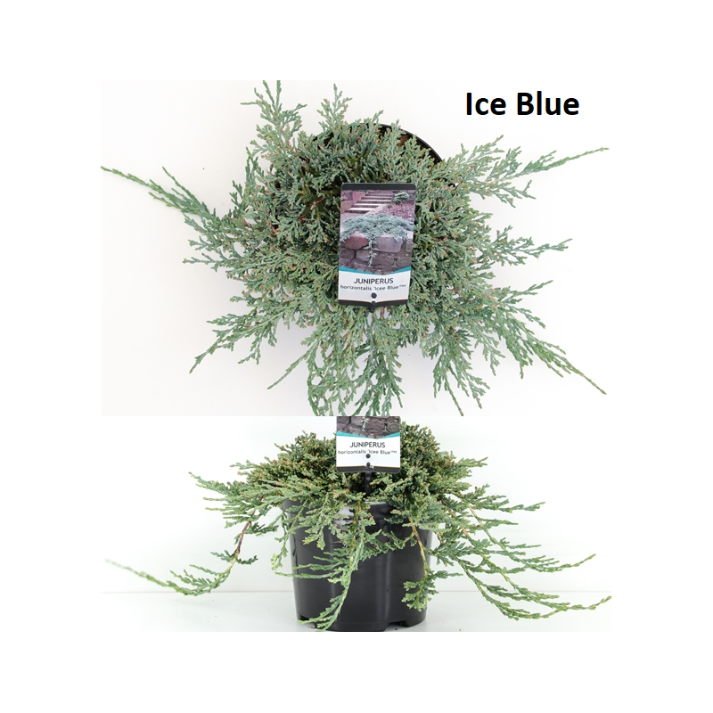 Horizontalusis kadagys Ice Blue - Juniperus horizontalis 'Icee Blue (Ice Blue, Blue Ice)'