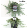 Horizontalusis kadagys Ice Blue - Juniperus horizontalis 'Icee Blue (Ice Blue, Blue Ice)'