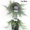 Gulsčiasis kadagys - Juniperus horizontalis ICEE BLUE
