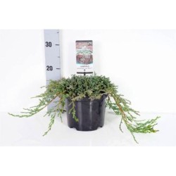 Horizontalusis kadagys Ice Blue - Juniperus horizontalis 'Icee Blue (Ice Blue, Blue Ice)'