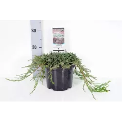 Gulsčiasis kadagys - Juniperus horizontalis ICEE BLUE