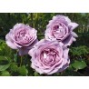 Rožė - Rosa NOVALIS ®