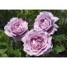 Rosa NOVALIS ®