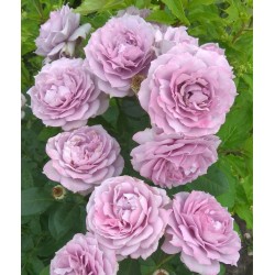 Rožė - Rosa NOVALIS ®