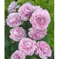 Rožė - Rosa NOVALIS ®