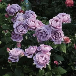 Rožė - Rosa NOVALIS ®