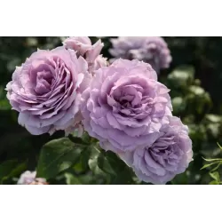 Rožė - Rosa NOVALIS ®