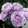 Rosa NOVALIS ®