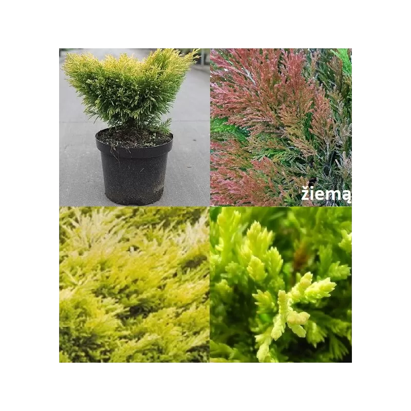 Horizontalusis kadagys Limeglow - Juniperus horizontalis 'Limeglow'