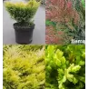 Horizontalusis kadagys Limeglow - Juniperus horizontalis 'Limeglow'