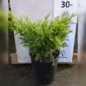 Horizontalusis kadagys Limeglow - Juniperus horizontalis 'Limeglow'