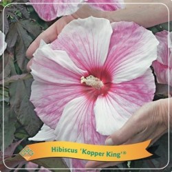 Hibiskas - Hibiscus KOPPER KING®